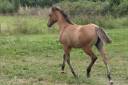 Pouliche Quarter Horse