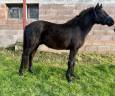 Poney sport / loisir 