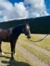 Très gentil hongre trotteur 3 ans réformé