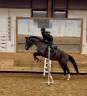 Hongre noir de 6 ans très amateur CSO CCE DR