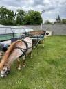 Vends calèche 2 places poney 