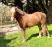 PONEY HONGRE 4 ANS 146 CMS