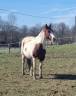 Vend Jument Paint Horse FPHA 10 ans