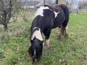 Gypsy Cob - Pouliche 2,5 ans