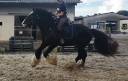 Irish Cob PP 158 hongre 4 ans