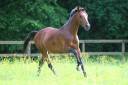 Hongre - 10 ans - Dressage / CCI**