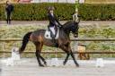 Cheval dressage - KWPN, 10 ans 