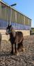 Poulain Irish cob 