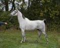 SUPERBE CHEVAL GRIS DE 8 ANS , 157CM, PLEIN PAPIER