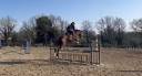 Jeune cheval très prometteur 