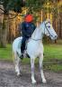 Magnifique jument Lipizzane Dressage Reproduction 