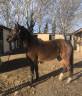 Jument 3 ans ( untouchable 27 x contendro)