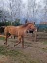 Poulinière appaloosa 