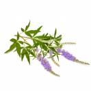 Agnus Castus (Gattilier) 1kg - Horse Remedy