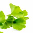 Ginkgo Biloba - Horse Remedy