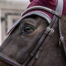 Bonnet Wellington Velvet Contrast - Kentucky