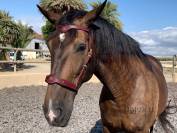 Frontalera de cuero Barroca Lazypony, Baroque browband