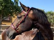 Preciosa muserola Barroca Lazypony, Baroque noseband