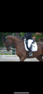 Selle dressage urgent