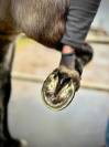 Hoof Spray - Traitement des fourchettes du cheval