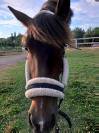 Licol taille cob/cheval norton avec longe