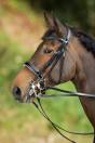 Bride de dressage Weymouth HFI