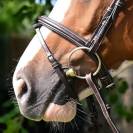 Noseband Jump'in