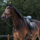 Tapis dressage Celebrate noir QHP