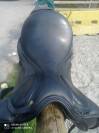 Selle de dressage Hulsebos 