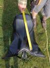 Selle Kent & Masters 17” Original Cob