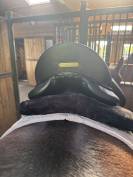 Selle dressage Aulion t17