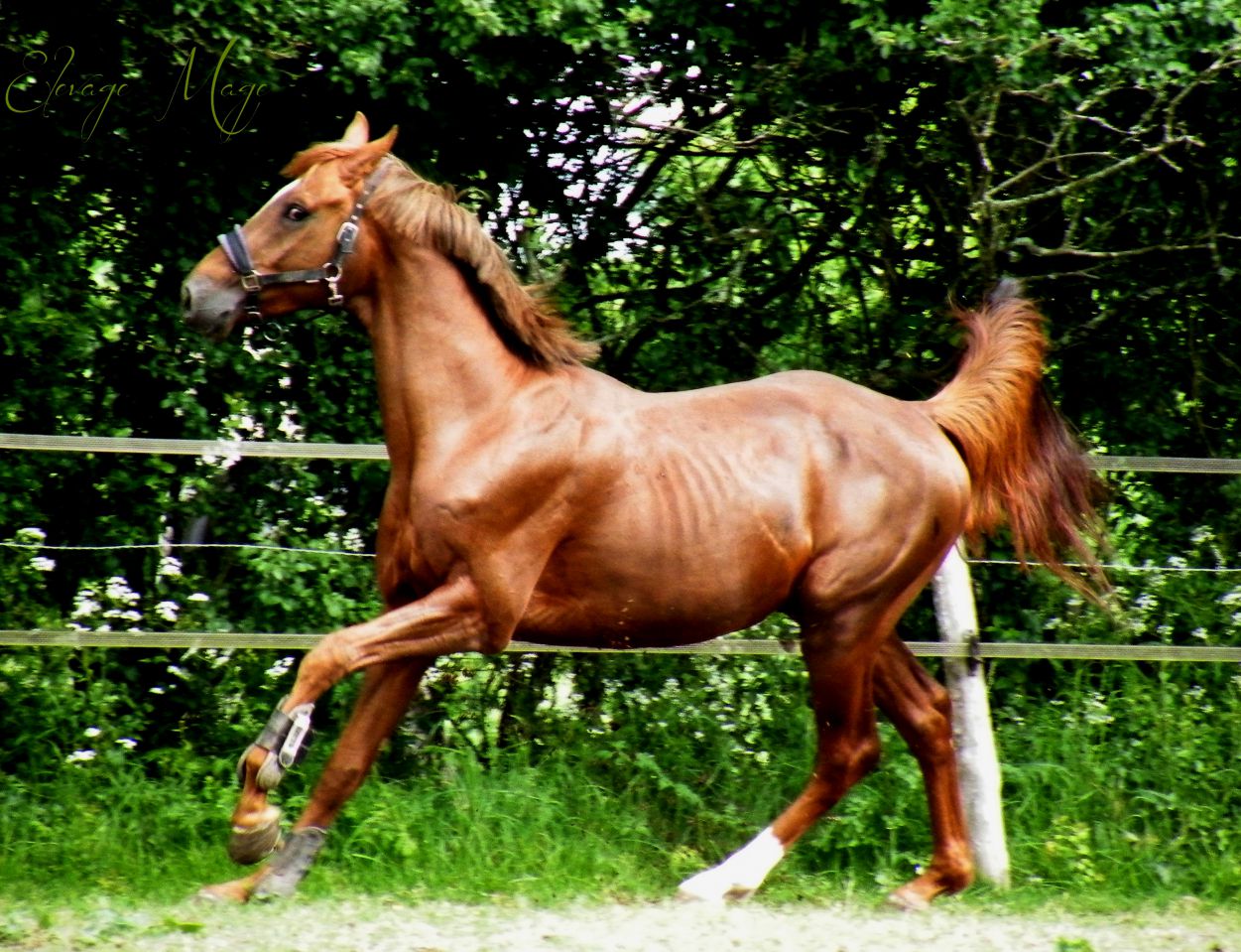 Magnifique Talon Z Disponible En Iac Saillie Talon Equirodi France