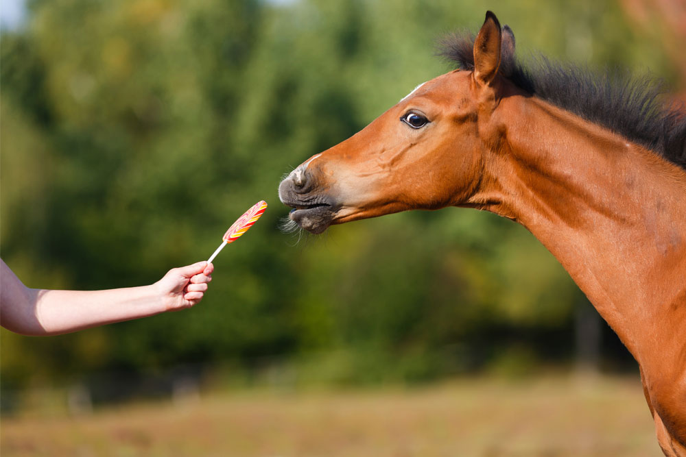 Friandise pour chevaux : bonbon cheval, friandises cheval, poney