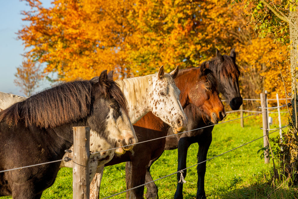 Vermifuges chevaux naturels - Vente en ligne - Plantes