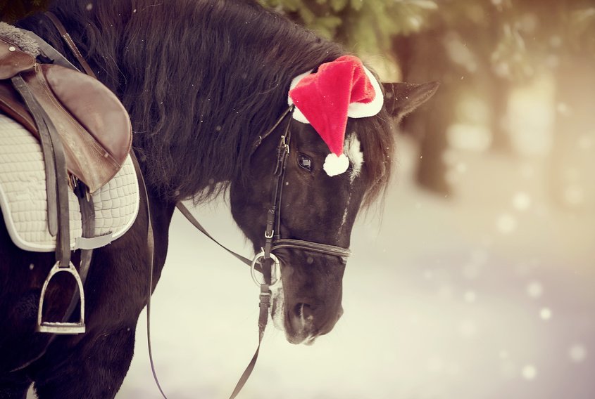 20 idées cadeaux cheval pour noël | Equirodi Suisse