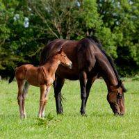 Matériel pour la reproduction et l'élevage de chevaux